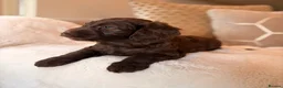Labradoodle dogs for sale: ** RARE CHOC-PHANTOM MERLE/PARTI F1B LABRADOODLES - Advert 15
