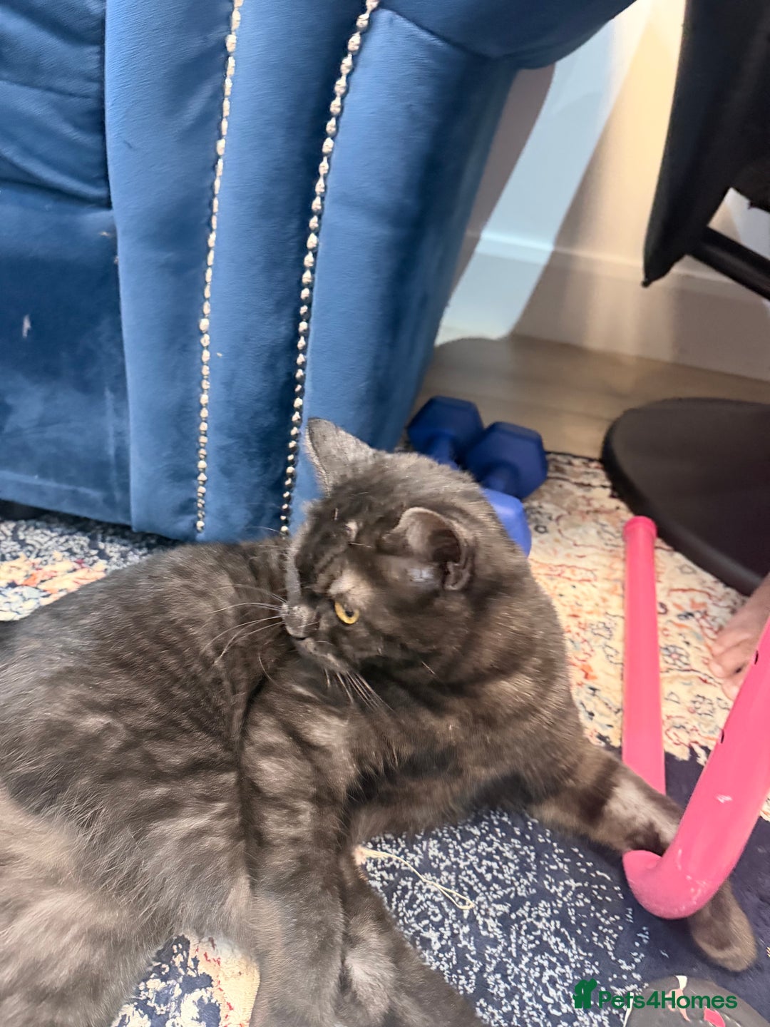 British Shorthair cats for sale: Beautiful British Shorthair 11 months kitten - Advert 9