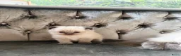 Ragdoll cats for sale: Ragdoll - Advert 3
