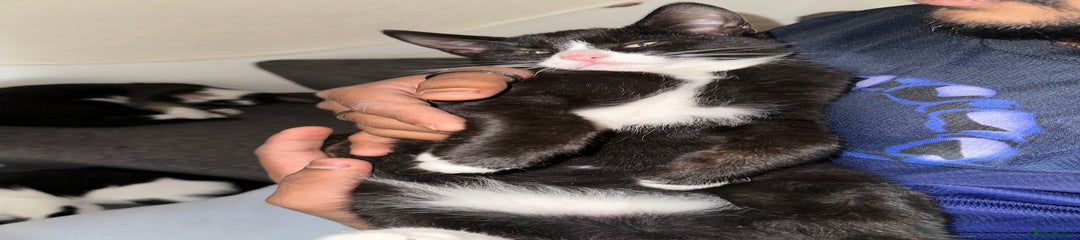 Mixed Breed Kitten 3