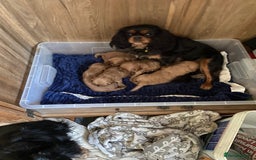 Cavapoo dogs for sale: Last 2 A1 Ruby/red Christmas Cavapoos 07816222523 in Derby - Image 16