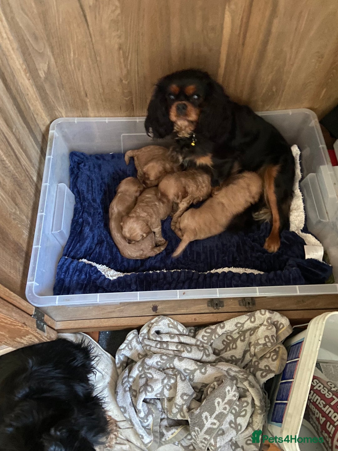 Cavapoo dogs for sale: Last 2 A1 Ruby/red Christmas Cavapoos 07816222523 in Derby - Image 16