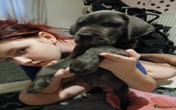 Cane Corso dogs for sale: 1 boy 2 girls remaining  - Image 15
