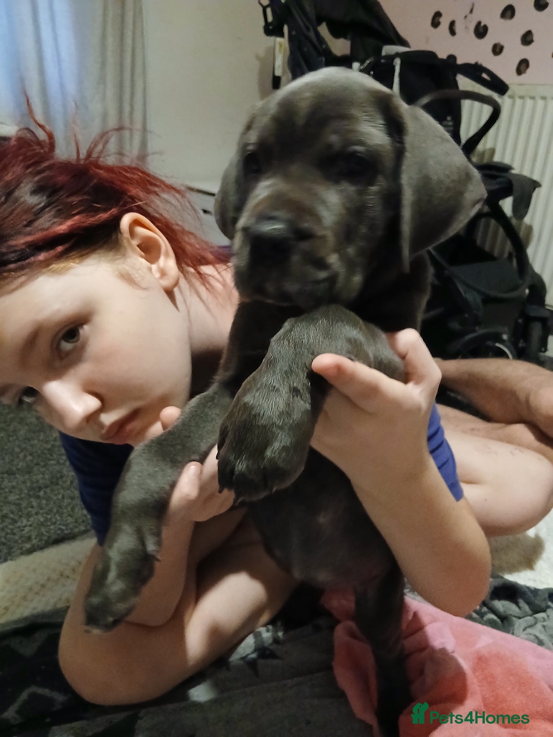 Cane Corso dogs for sale: 1 boy 2 girls remaining  - Image 15