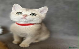 British Shorthair cats for sale: Beautiful British Shorthair kittens 🫶 - Image 12