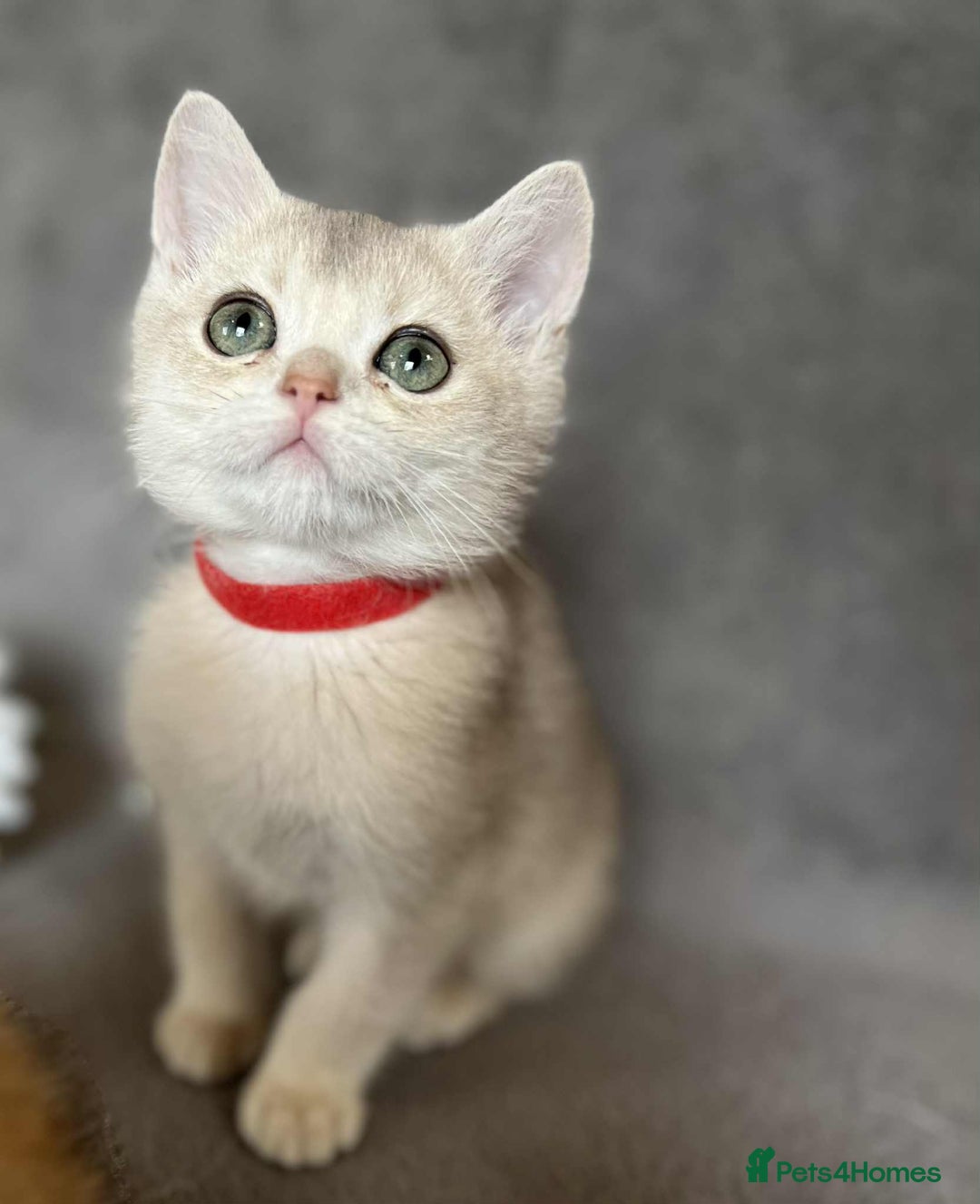 British Shorthair cats for sale: Beautiful British Shorthair kittens 🫶 - Image 12