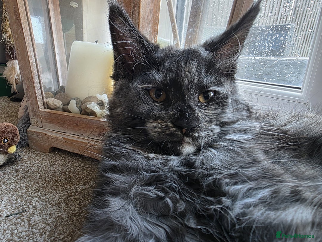 Maine Coon cats for sale: Beautiful Pedigree Maine Coon Kitten - 1 Left - Image 11