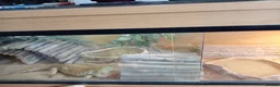 Bearded Dragon reptiles for sale:  Beaded Dragon in Brighton - Advert 2