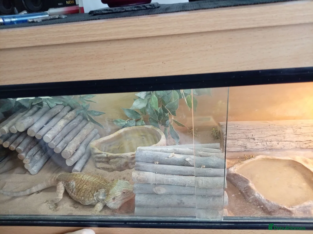 Bearded Dragon reptiles for sale:  Beaded Dragon in Brighton - Advert 2