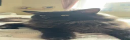 Maine Coon cats for sale: Maine coon in Newport - Advert 9
