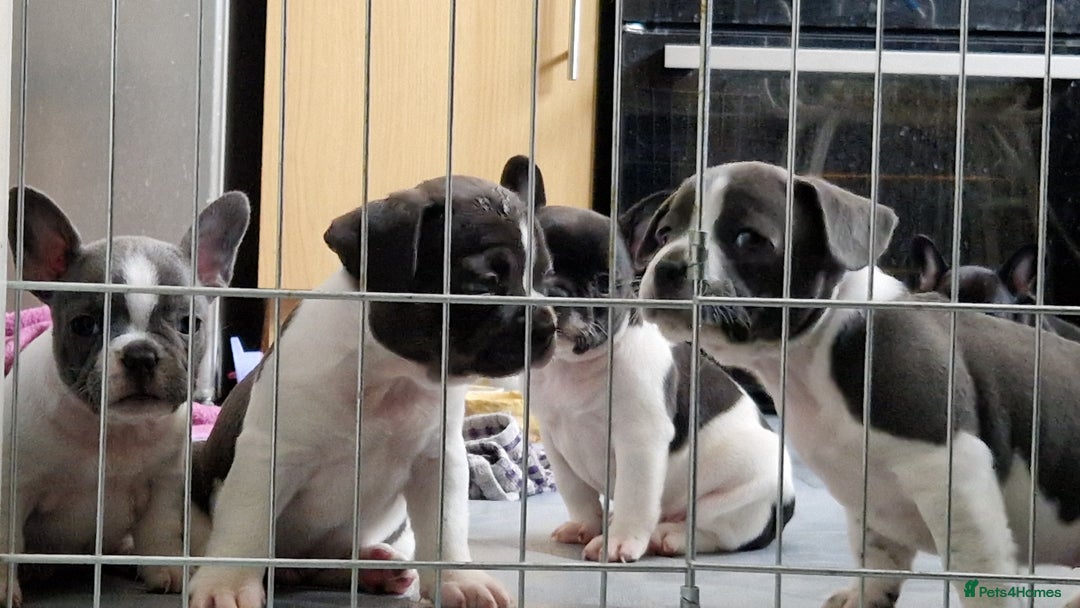 Mixed Breed dogs for sale: Fantastic 3/4 French bulldog and a 1/4 jack puppy - Image 12