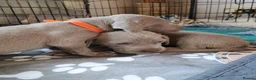 Weimaraner dogs for sale:  Beautiful KC Reg Puppies. Parents hip scored.  - Advert 35