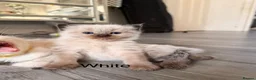 Ragdoll cats for sale: Seal bicolour & seal point  ragdolls  - Advert 21