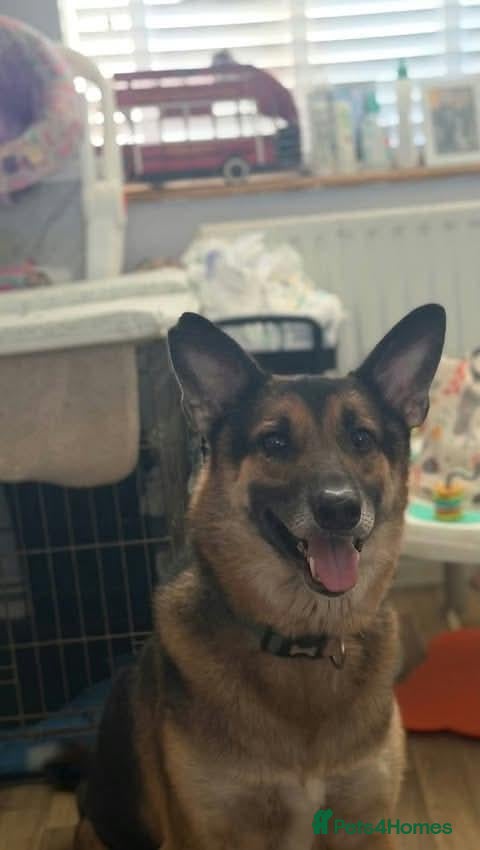 Mixed Breed dogs Meet Wolfie and Rosie, currently residing in Kent - Advert 17