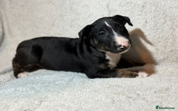 Bull Terrier dogs for sale: 💥 ENGLISH BULL TERRIERS   💥 - Image 2