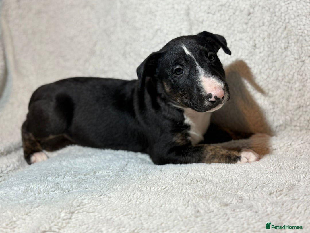 Bull Terrier dogs for sale: 💥 ENGLISH BULL TERRIERS   💥 - Image 2