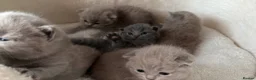 British Shorthair cats for sale: Baby Kittens British Shorthair in Gravesend - Advert 12