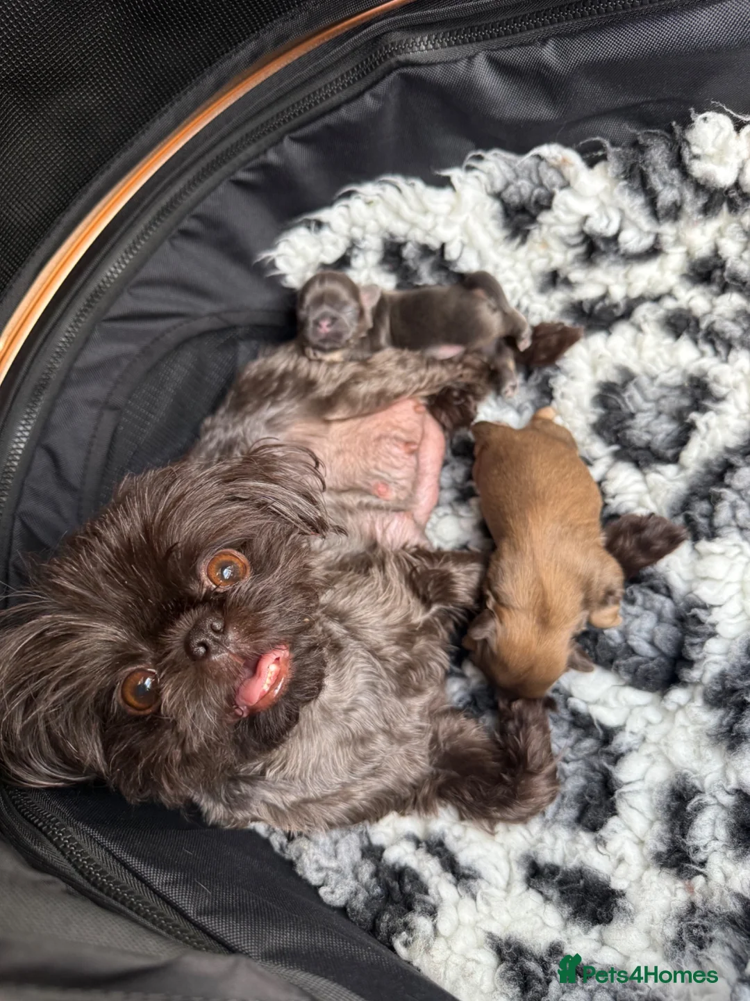 Shih Tzu dogs for sale: Imperial Shih Tzu Boys Available 🩶🤎 - Advert 2