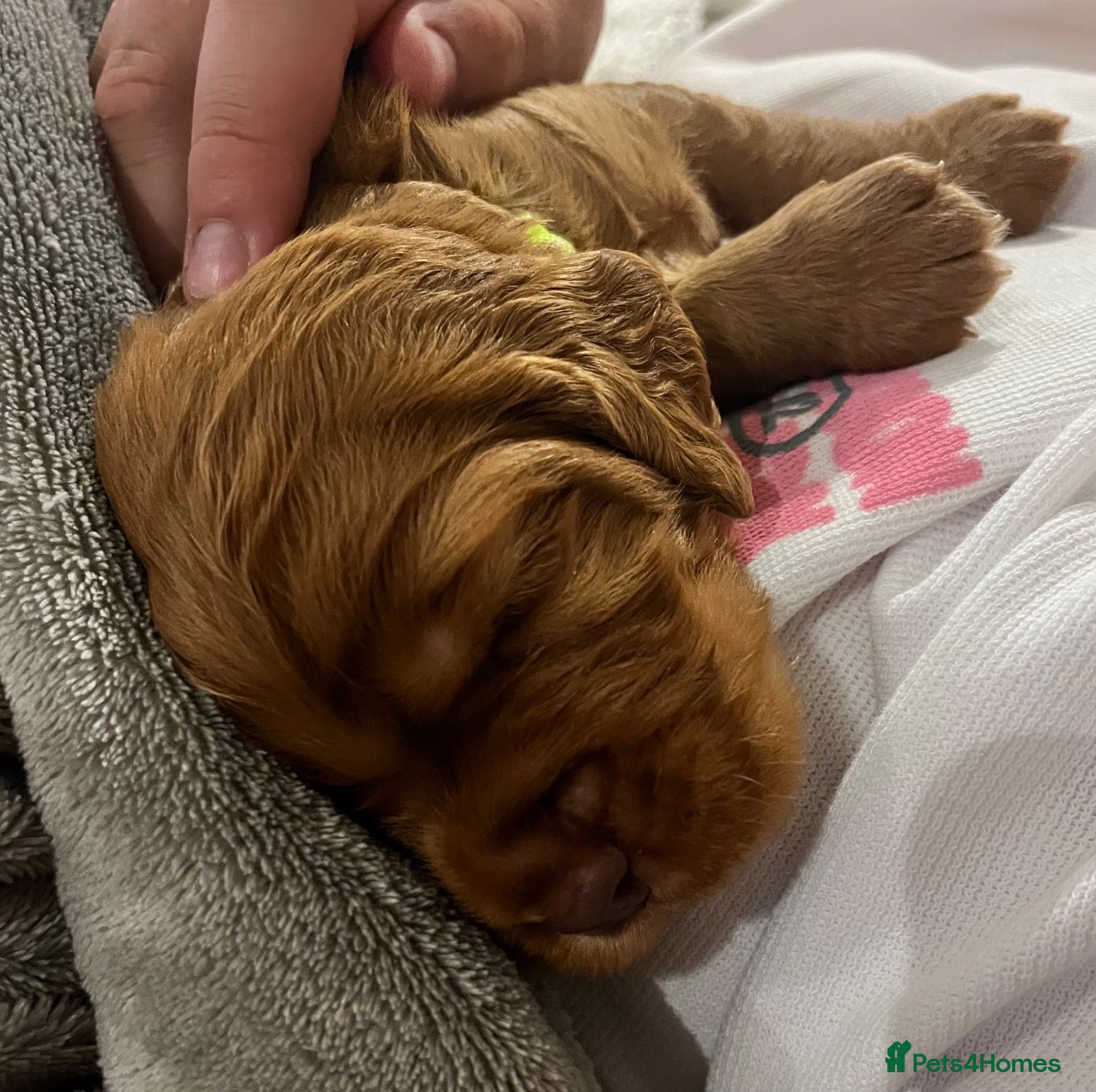 Cocker Spaniel dogs Gorgeous PRA/FN clear working cocker puppies  - Advert 2