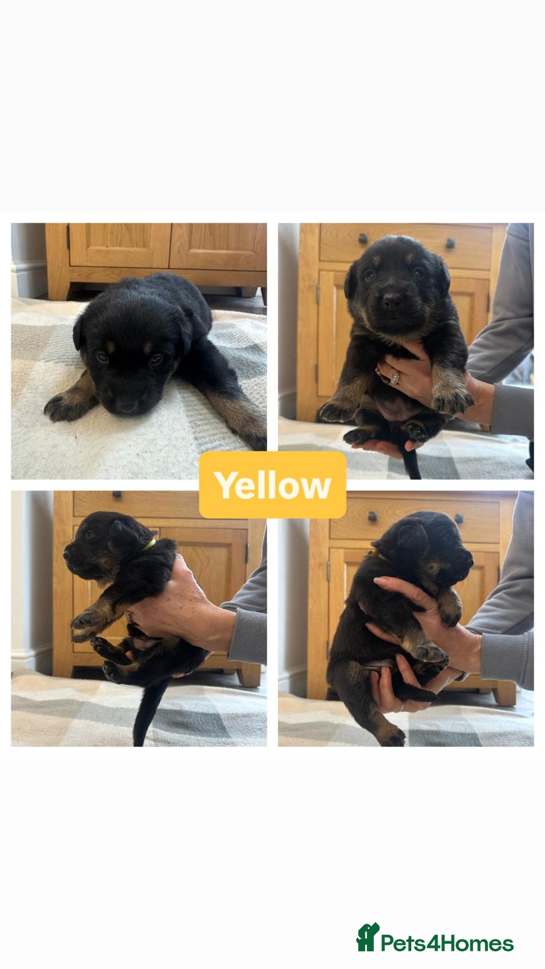 Mixed Breed dogs for sale: 4 Beautiful Hybrid German Shepherd/Rotti puppies - Advert 4