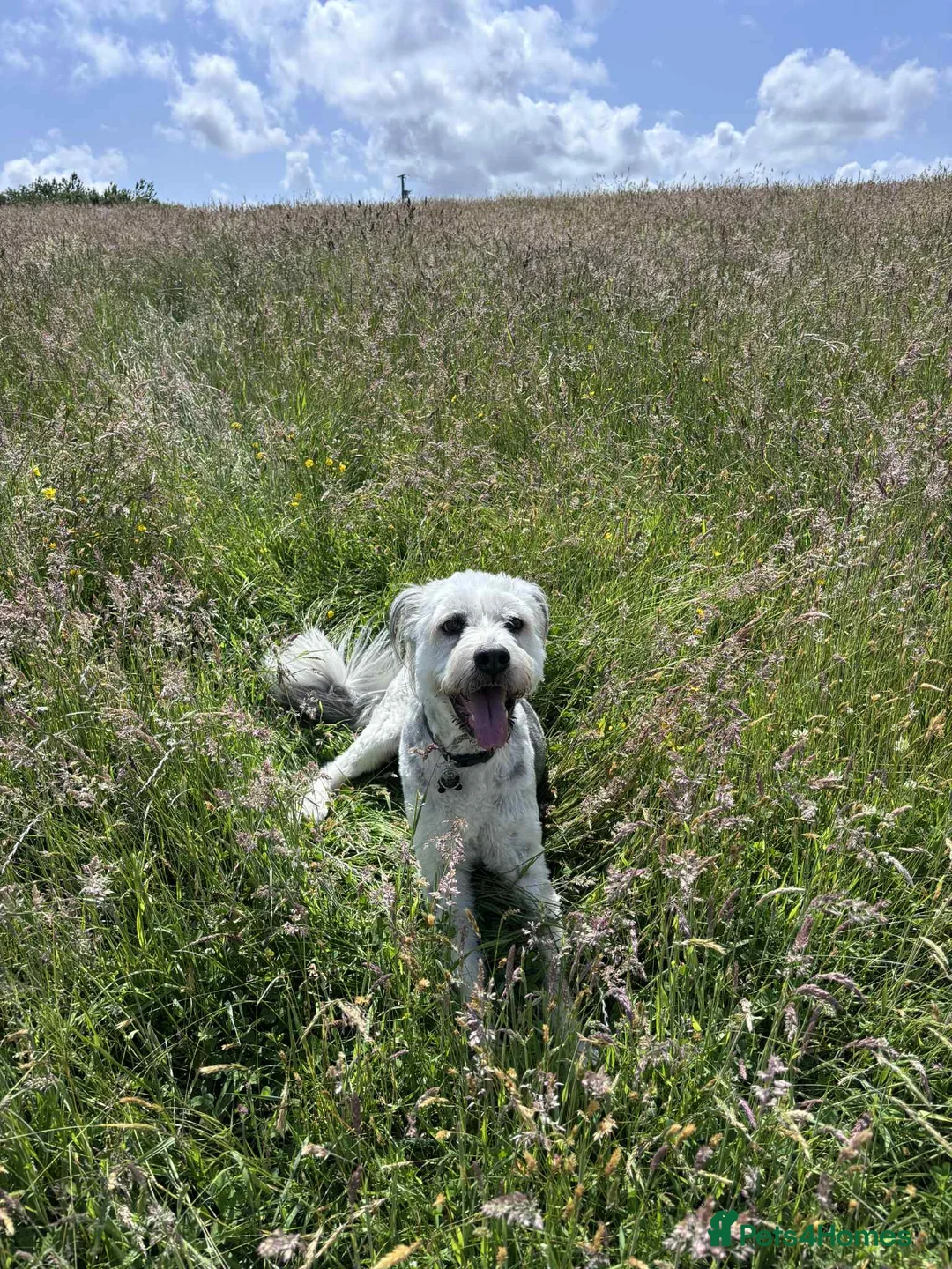 Mixed Breed dogs for adoption: Brian is looking for a home -Mioritic Shepherd  - Advert 16