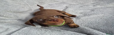 Miniature Dachshund green collar 