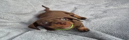 Miniature Dachshund dogs for sale: Gorgeous KC Reg, PRA Clear miniature dachshunds - Advert 34