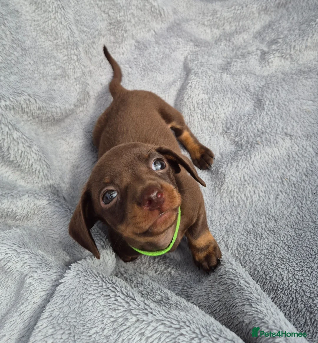 Miniature Dachshund dogs for sale: Gorgeous KC Reg, PRA Clear miniature dachshunds - Advert 34