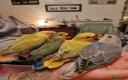 Lovebirds birds for sale: Hand Reared Peach Faced Lovebird Babies - Image 14