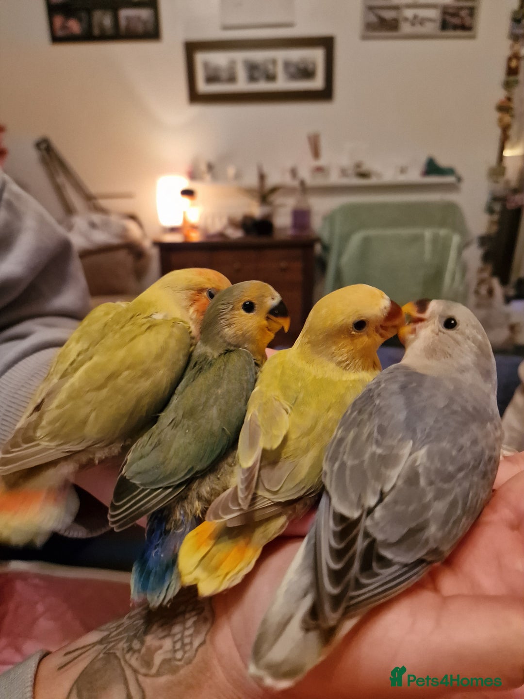 Lovebirds birds for sale: Hand Reared Peach Faced Lovebird Babies - Image 14
