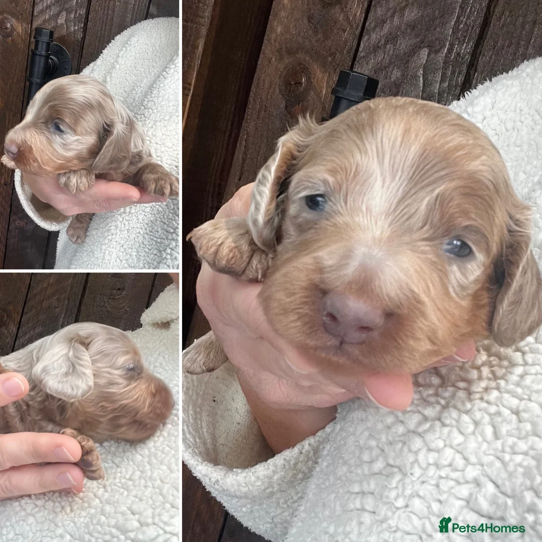 Miniature Dachshund dogs for sale: Beautiful Longhaired Miniature Dachshunds - Advert 1