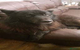 Mixed Breed dogs for sale: marshall  - Image 4