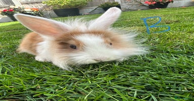 Lionhead rabbits - Advert 6