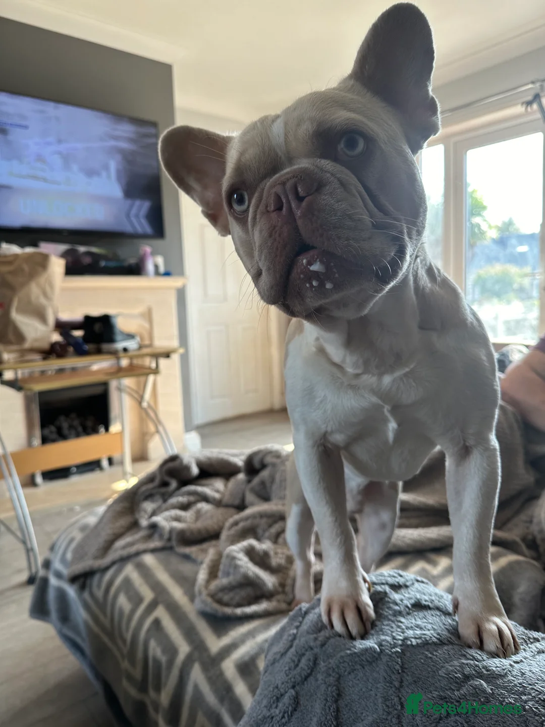French Bulldog dogs for stud: New Isabella Shade Frenchie Proven Stud in Leeds - Advert 6