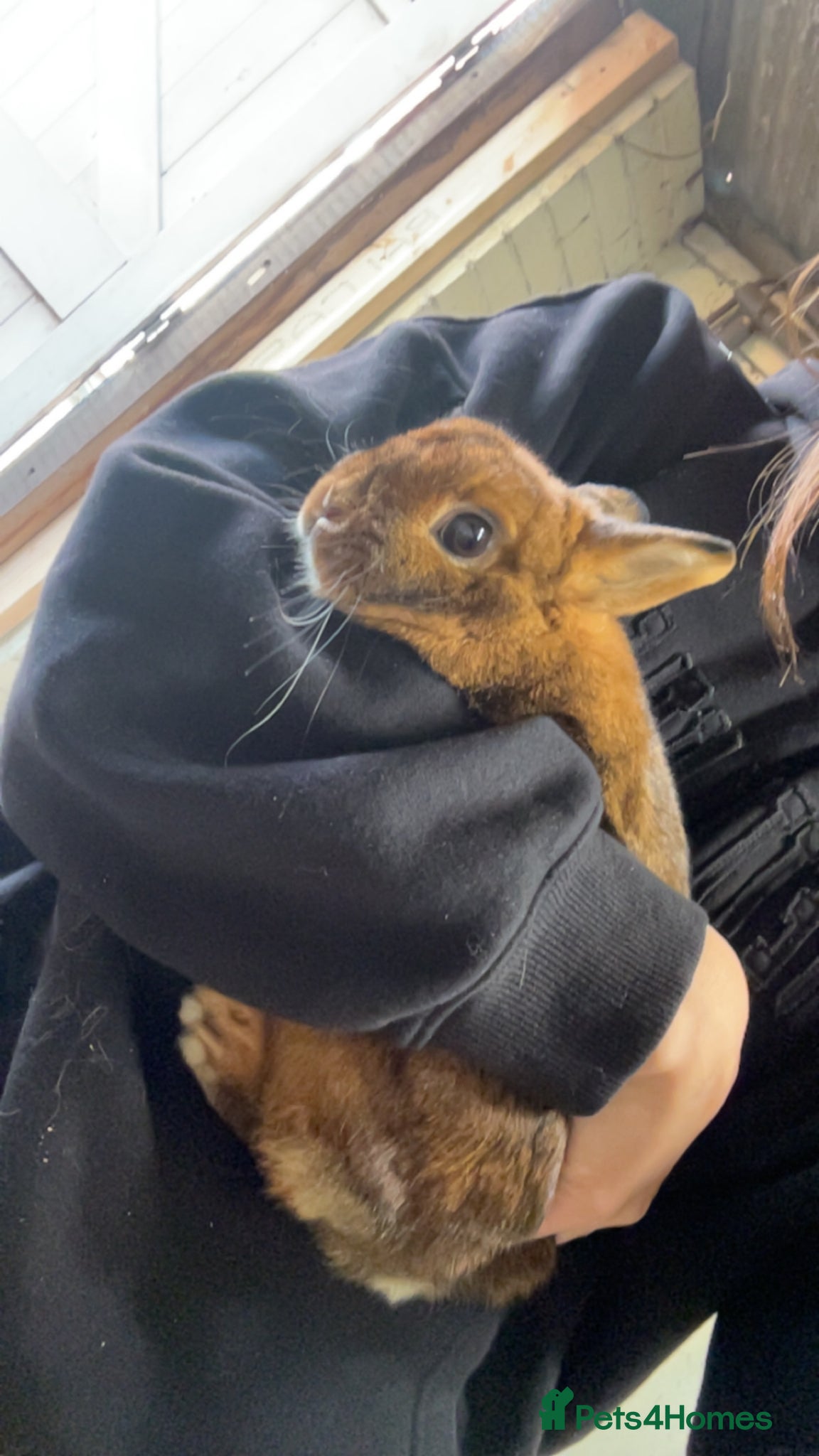 Netherland Dwarf rabbits Netherland dwarf rabbit for sale - Advert 1