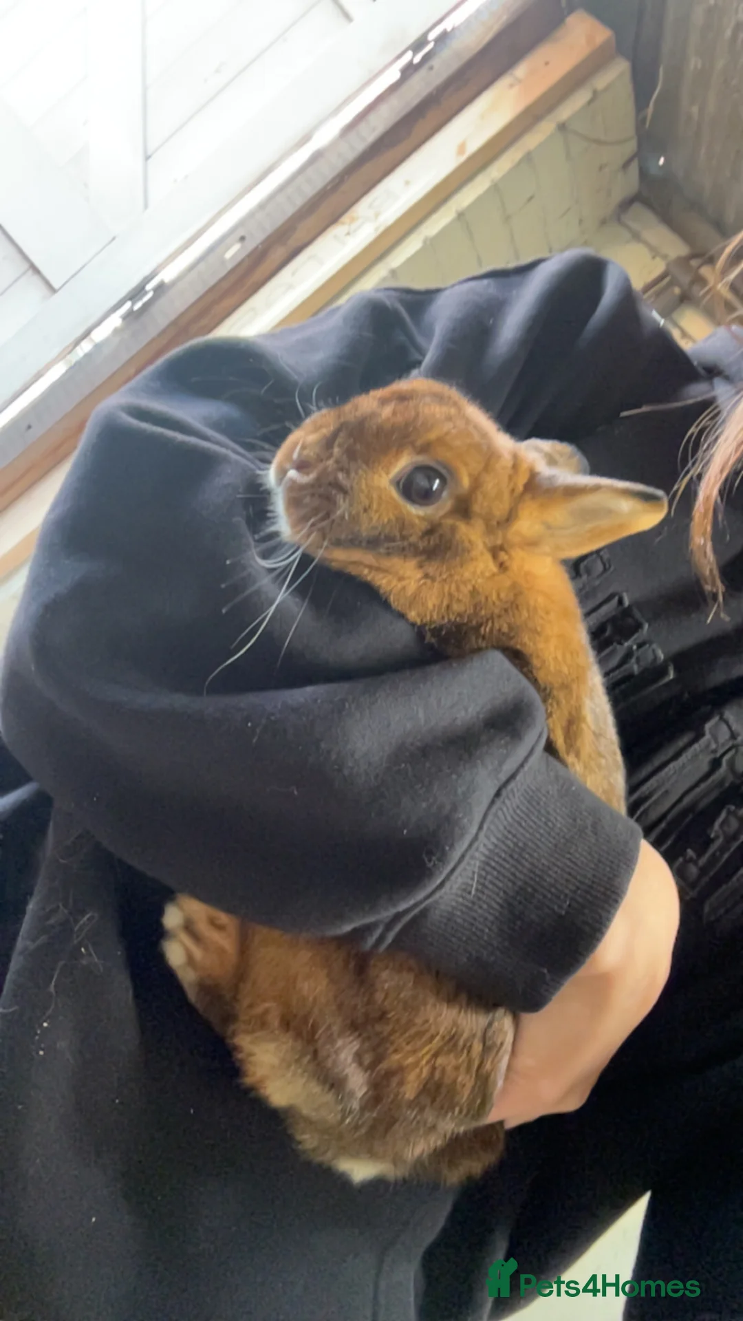 Netherland Dwarf rabbits for sale: Netherland dwarf rabbit for sale - Advert 1