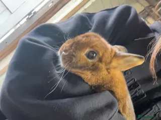 Netherland Dwarf rabbits Netherland dwarf rabbit for sale - Advert 1