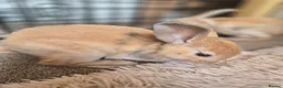 Mini Lop rabbits for sale: 🐰5 Beautiful Baby Rabbits for Loving Homes 🐰 - Advert 5