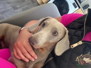 Miniature Dachshund dogs - Advert 3