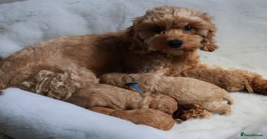Cavapoo dogs F1BB+5⭐️Licensed+DNA tested+Vet Checked - Advert 11