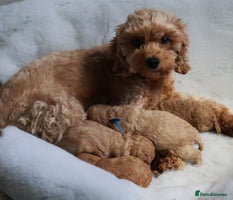 Cavapoo dogs F1BB+5⭐️Licensed+DNA tested+Vet Checked - Advert 3