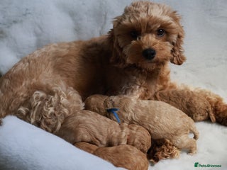 Cavapoo dogs - Advert 5