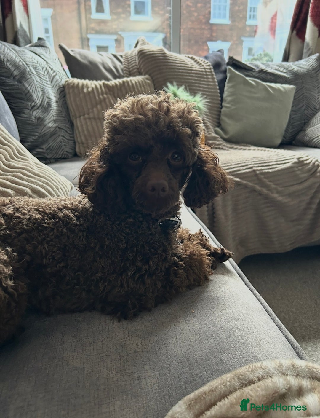 Toy Poodle dogs for stud: Pedro (Choccywoky do dah) - Advert 3