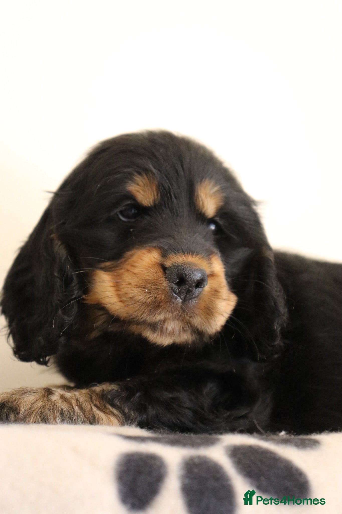Cocker Spaniel dogs Show Cocker spaniels  - Advert 1