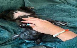 Mixed Breed dogs for sale: Beautiful whippet cross labrador(collie) puppies  - Image 30