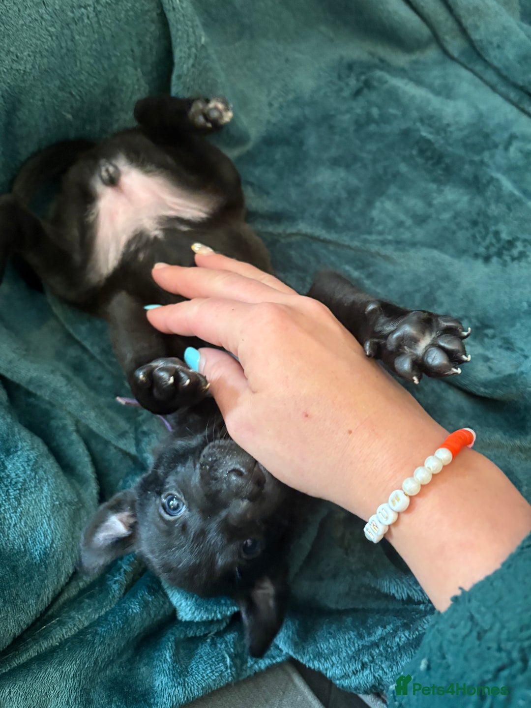 Mixed Breed dogs for sale: Beautiful whippet cross labrador(collie) puppies  - Image 30