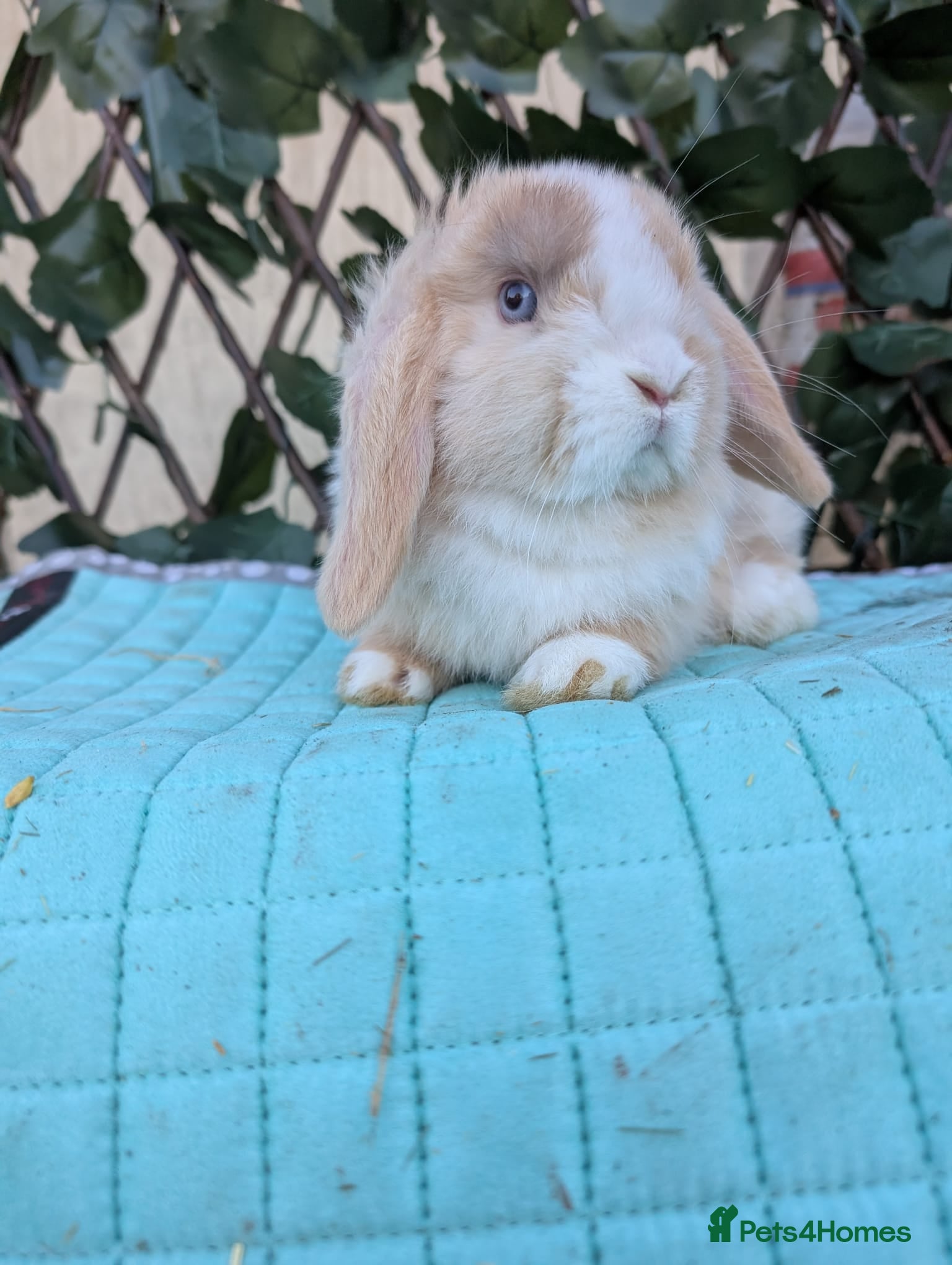 Mini Lop rabbits Pure blue eyed mini lop babies  - Advert 3