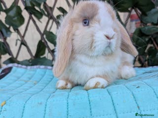 Mini Lop rabbits Pure blue eyed mini lop babies - Advert 7
