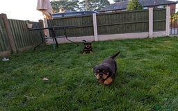 Rottweiler dogs for sale: Exclusive UK Rottweiler Puppy Champion Bloodlines - Image 11