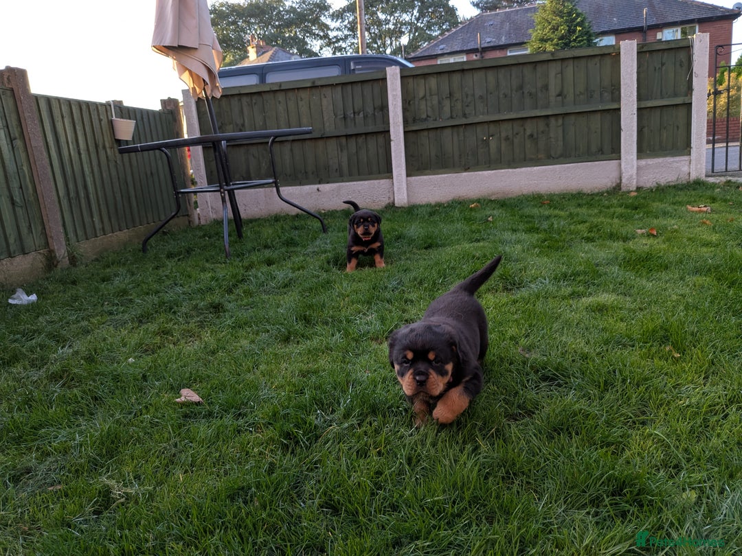 Rottweiler dogs for sale: Exclusive UK Rottweiler Puppy Champion Bloodlines - Image 11